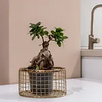 Apartmán Marchese 25 *